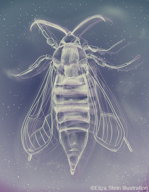 Hornet Moth Illustration